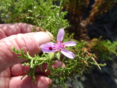 Pelargonium denticulatum, photograph (c) Shaun Swanepoel, some rights reserved (CC BY)