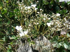 Cherleria circassica