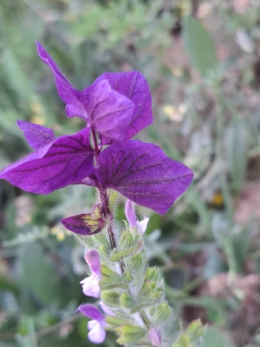 Image of Salvia viridis by no rights reserved