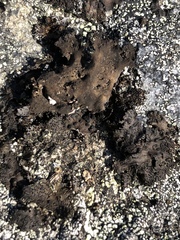 Umbilicaria torrefacta