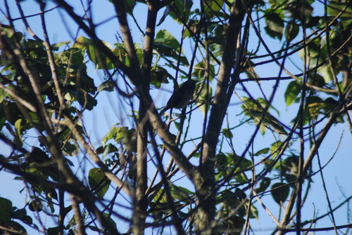 Broad-ringed White-eye (Zosterops eurycricotus), photo 4