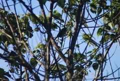 Zosterops eurycricotus