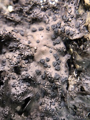 Umbilicaria torrefacta