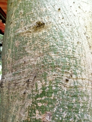 Ceiba speciosa