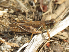 Melanoplus devastator