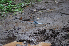 Motacilla clara