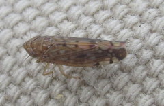 Osbornellus borealis