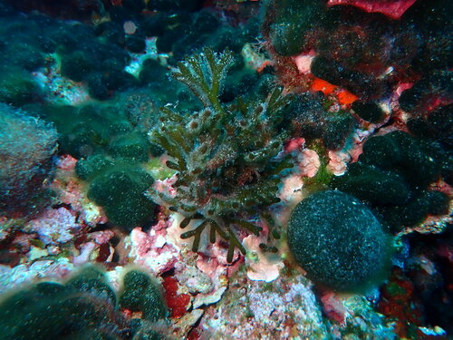 Codium vermilara observed 2025-04-27