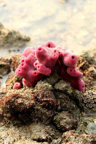 Haliclona baeri