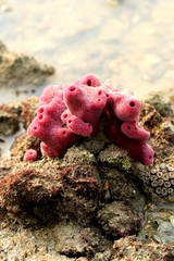 Haliclona baeri