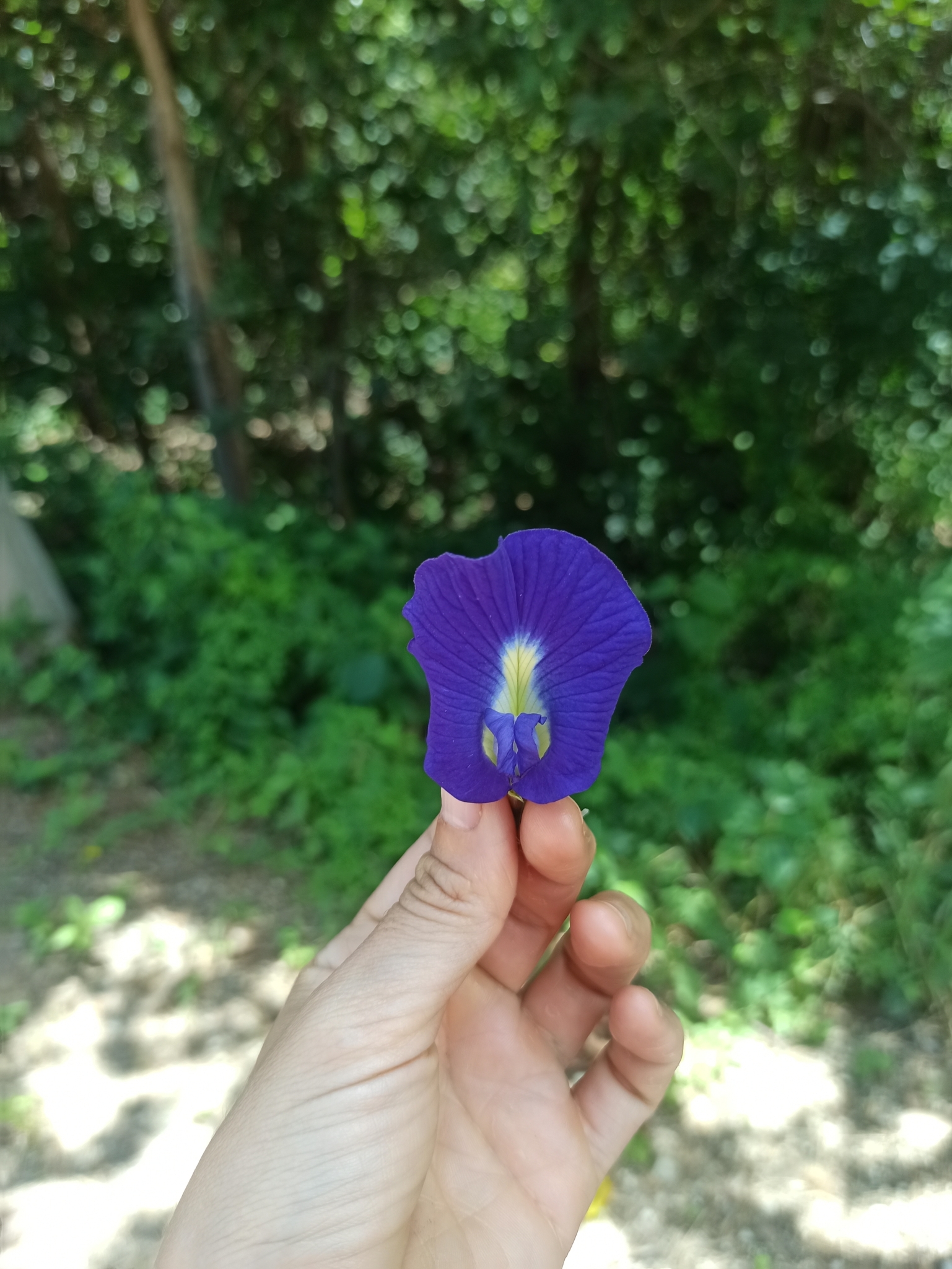 Clitoria ternatea