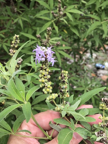 Vitex agnus-castus: Herkunft und Verwendung — Foto 1