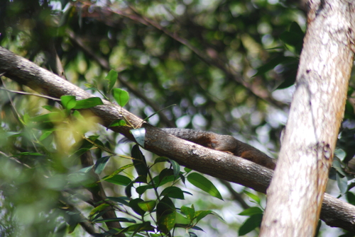 Zanj Sun Squirrel