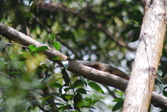 Heliosciurus undulatus