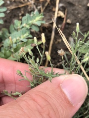 Erigeron divaricatus