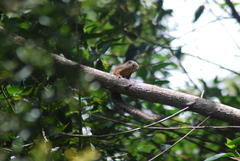 Heliosciurus undulatus