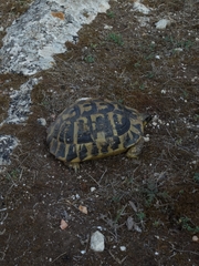 Testudo hermanni hermanni