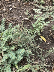 Erigeron divaricatus