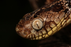 Variegated Snail-Eater photo 1