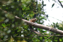 Heliosciurus undulatus