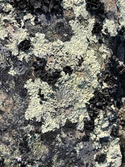 Arctoparmelia centrifuga