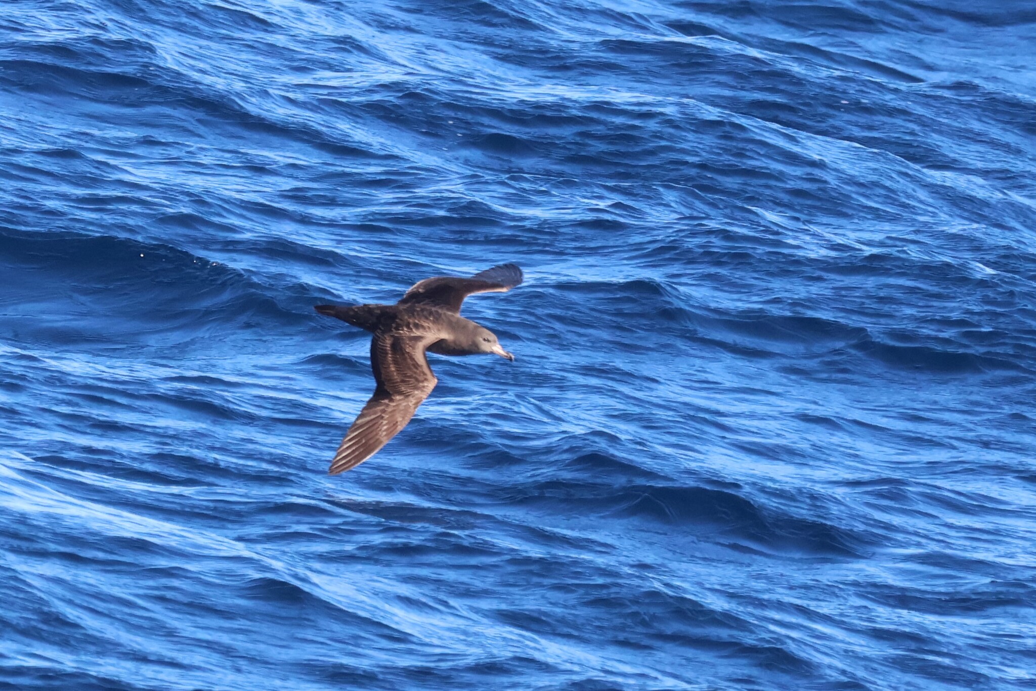 Flesh-footed Shearwater