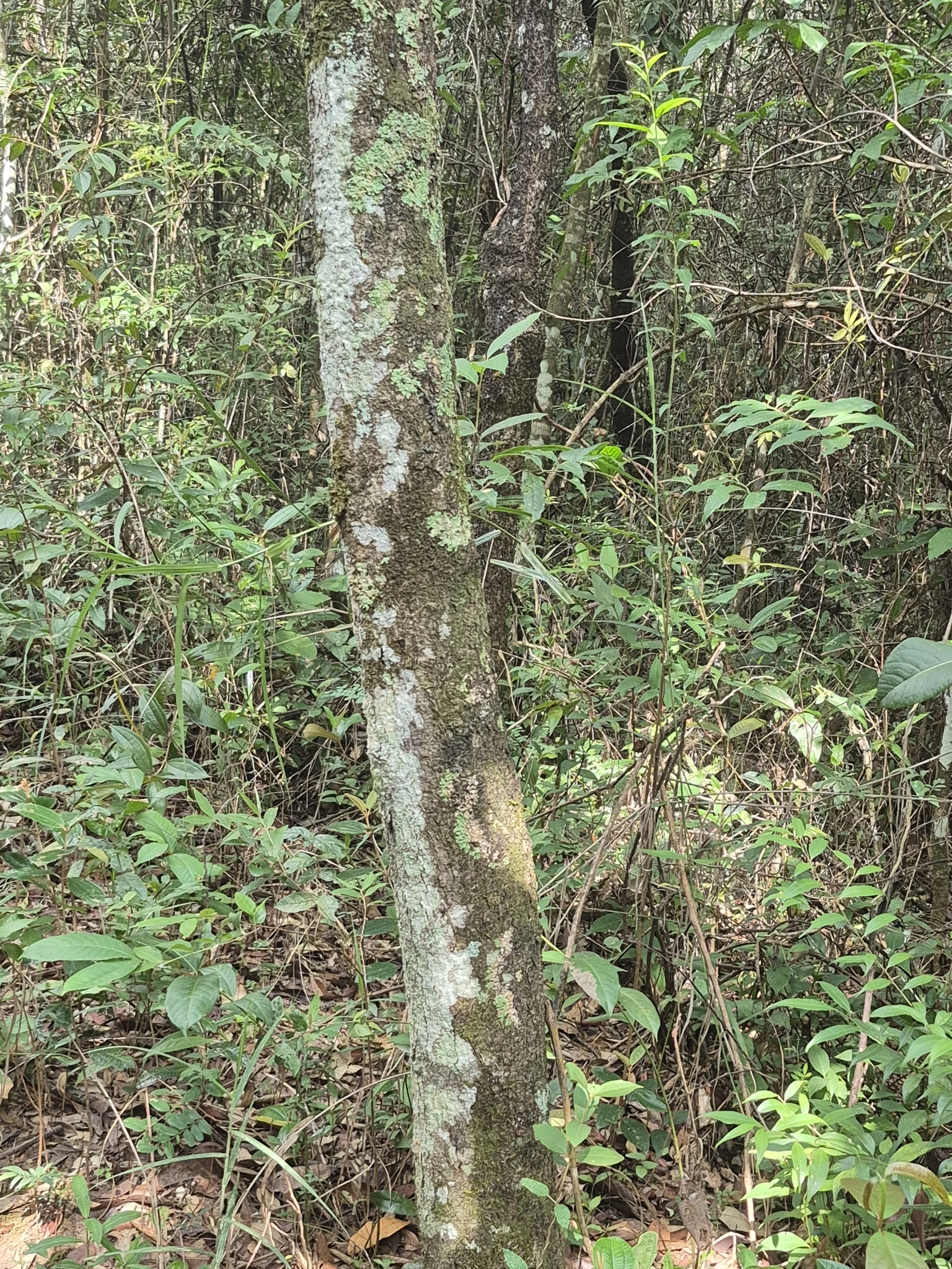 Imagem de Guaritá