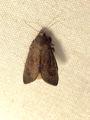 Litoprosopus futilis