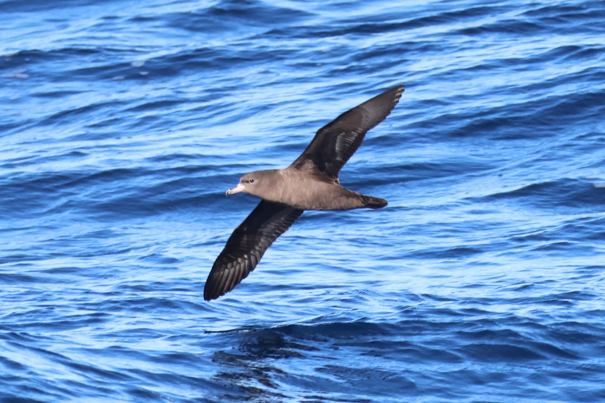 Flesh-footed Shearwater