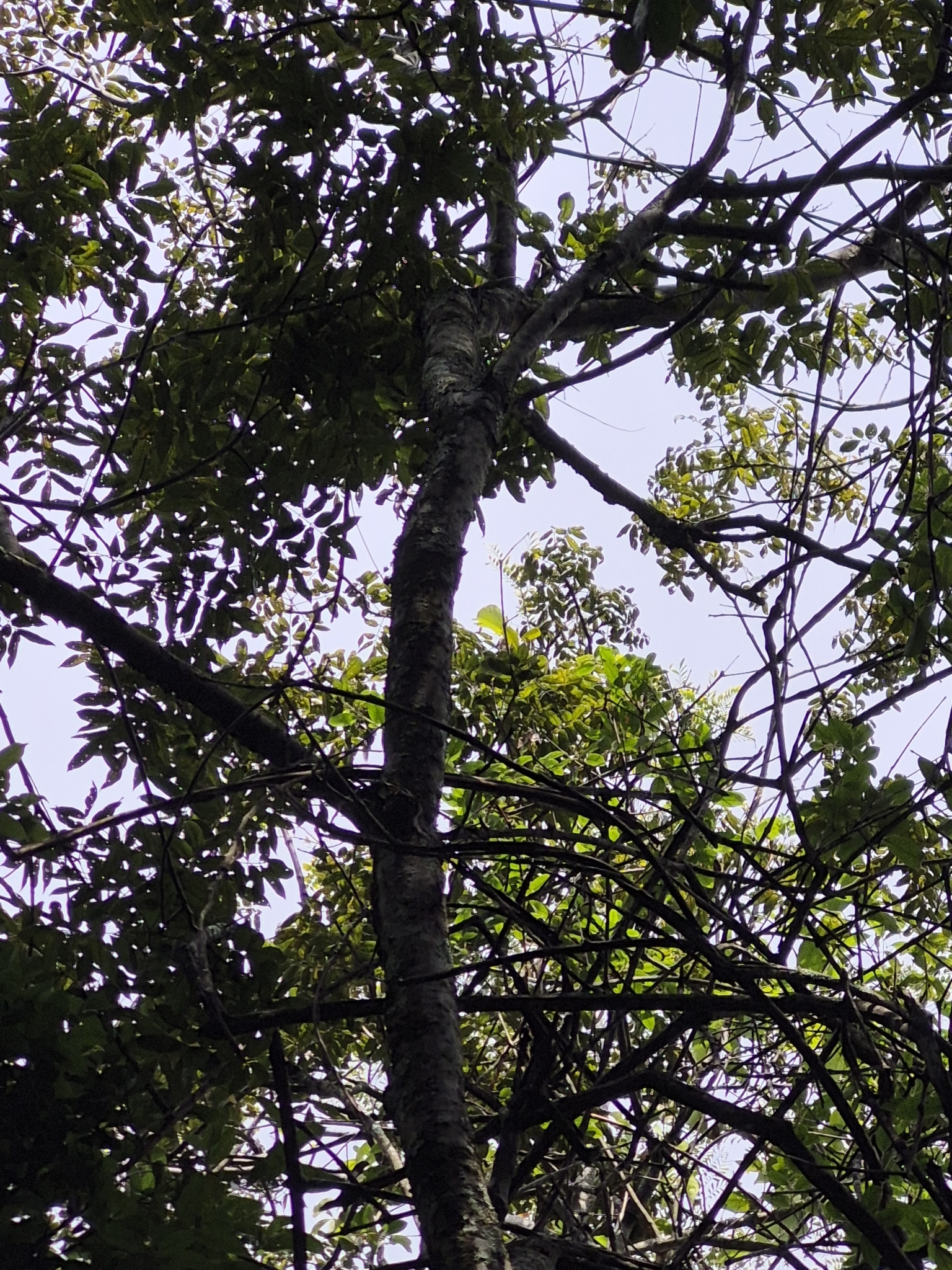 Imagem de Guaritá