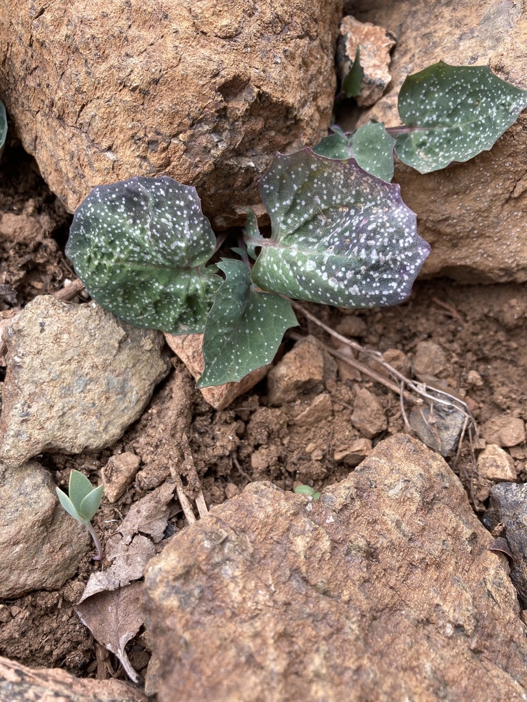 Lactuca cyprica