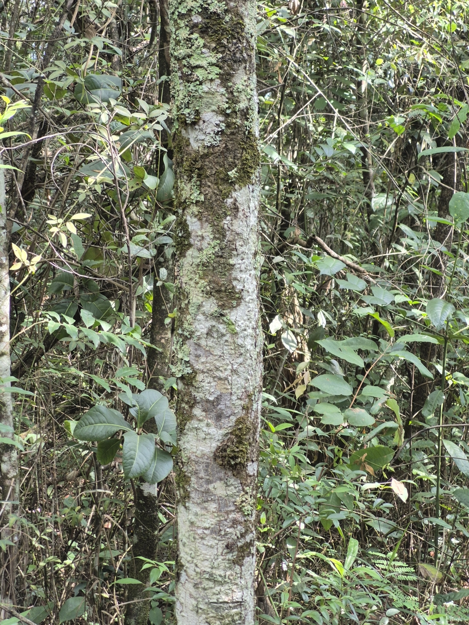 Imagem de Guaritá