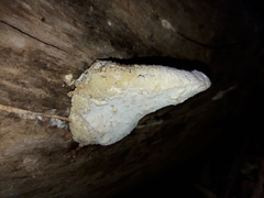 Buglossoporus quercinus