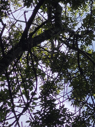 Foto de Guaritá