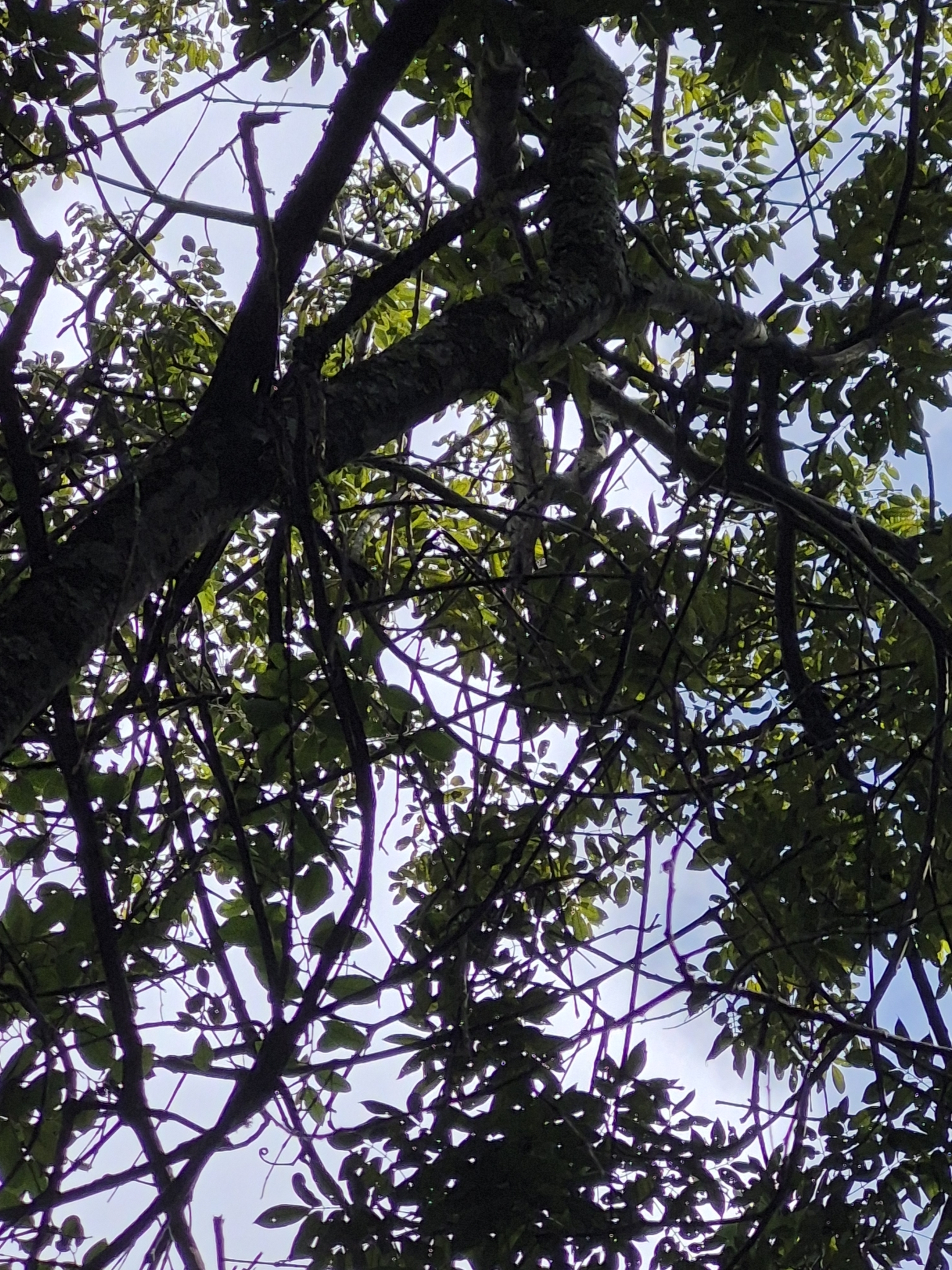 Imagem de Guaritá