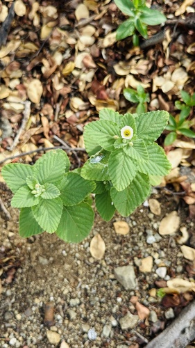 Piriqueta racemosa observed 2025-04-28