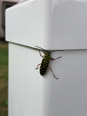 Megacyllene robiniae