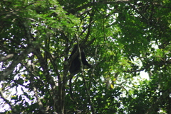 Cercopithecus mitis
