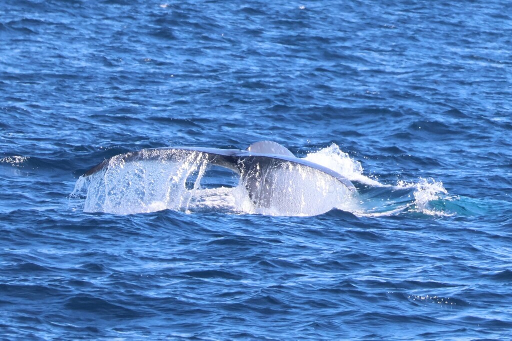 Blue whale raising its tail fluke, Australasian waters