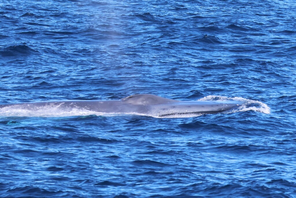 Mottled back of a blue whale surfacing, southern Australia region