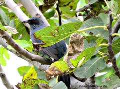 Melanotis caerulescens
