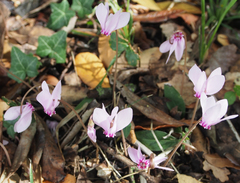 Cyclamen hederifolium