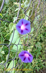 Ipomoea purpurea
