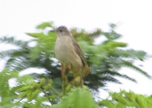 Streak-eared Bulbul
