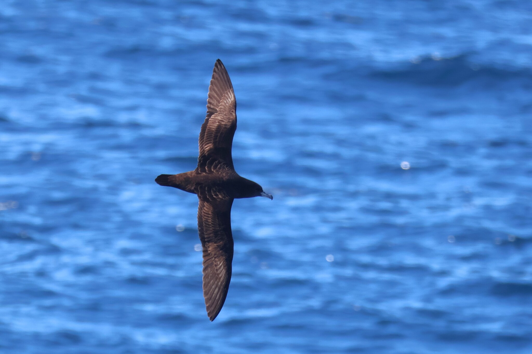 Flesh-footed Shearwater