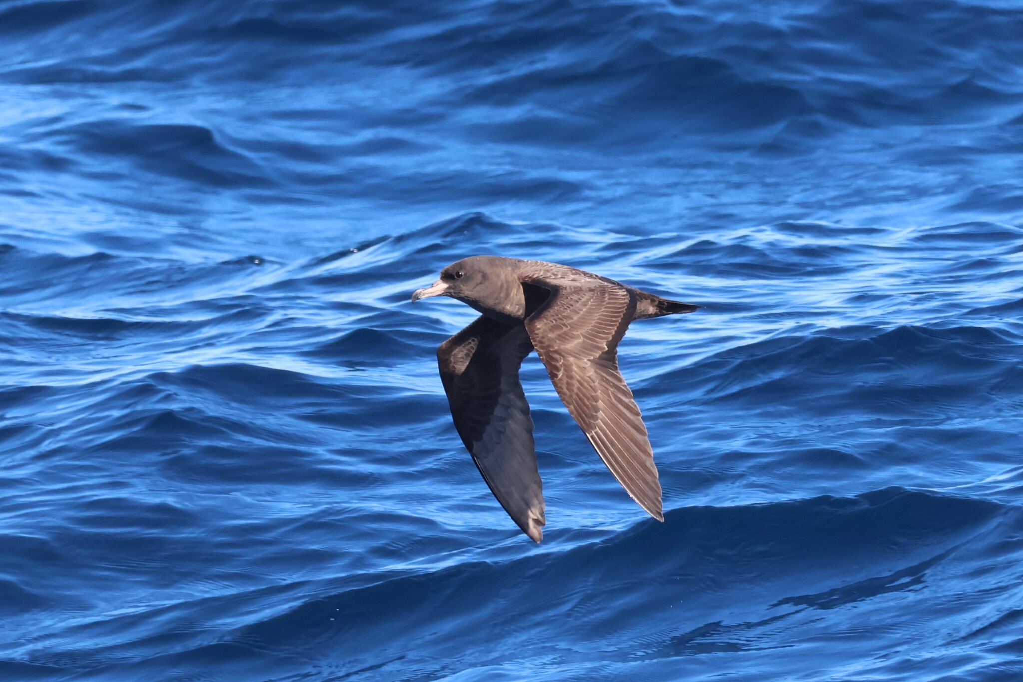 Flesh-footed Shearwater