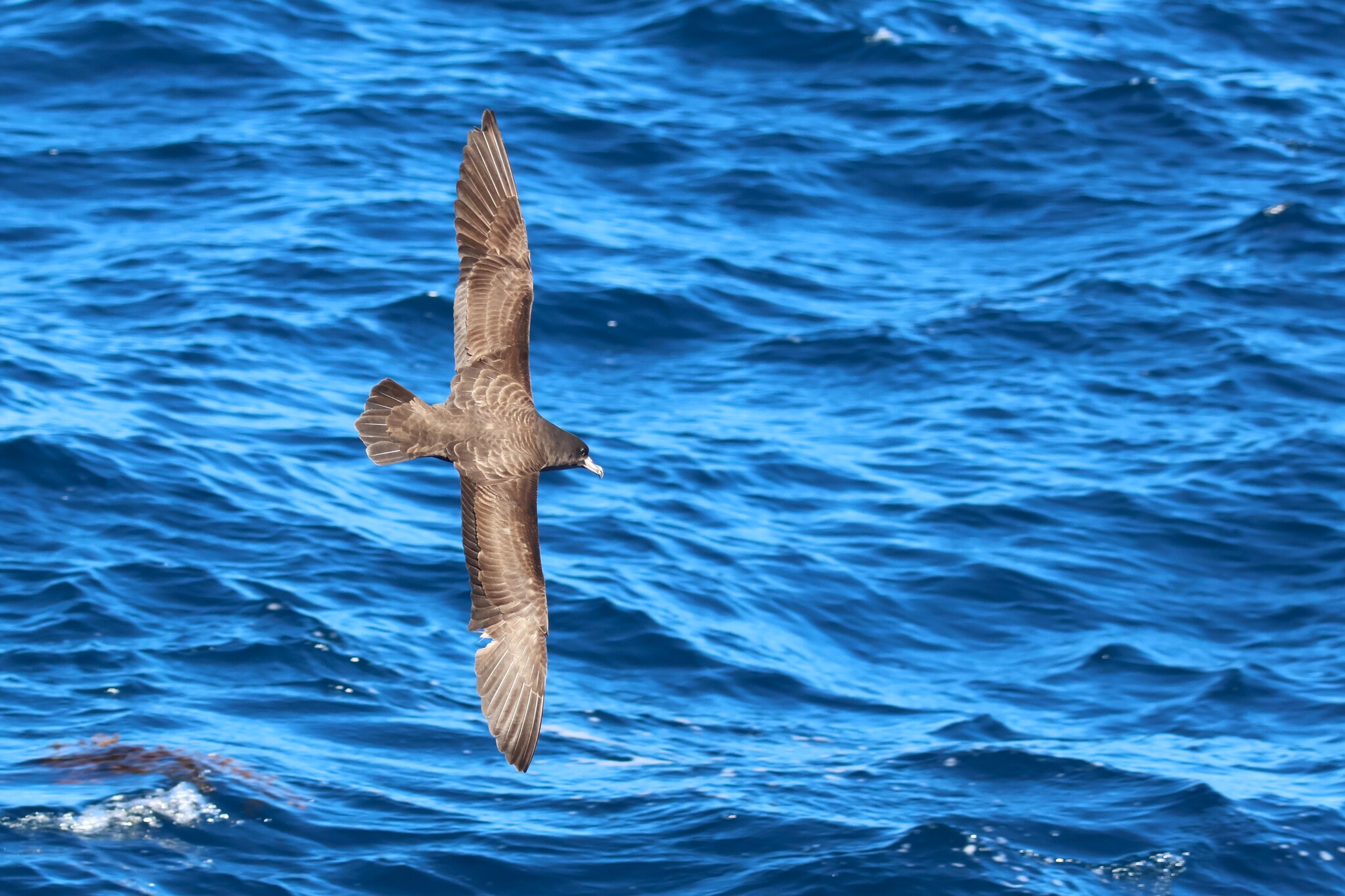 Flesh-footed Shearwater