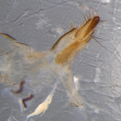 Pollenia rudis