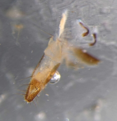 Pollenia rudis