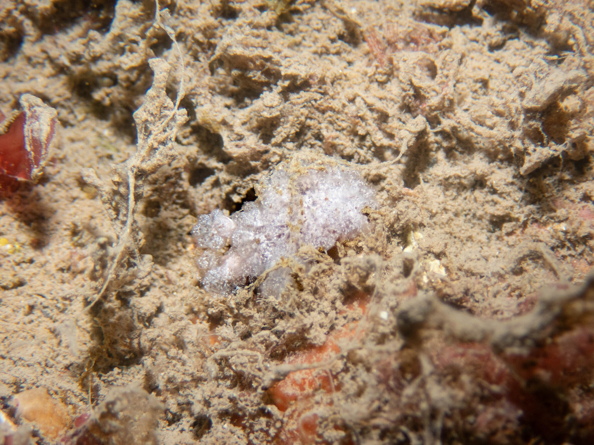 Distaplia rosea Della Valle, 1881